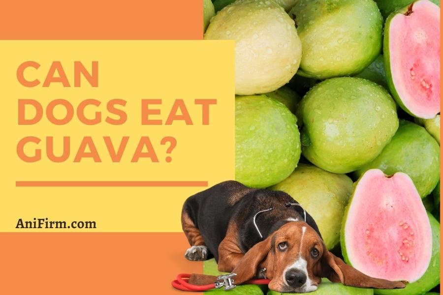 can dogs eat guava