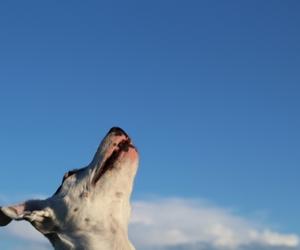 dog keep looking up at the sky