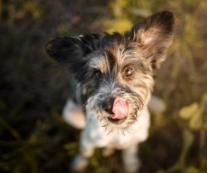 dog look up and lick