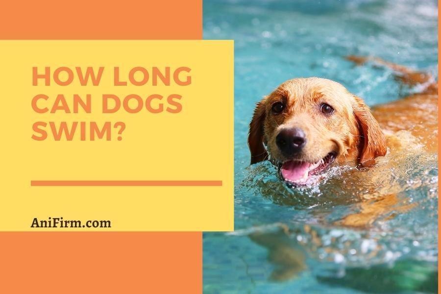 how long can dogs swim in water