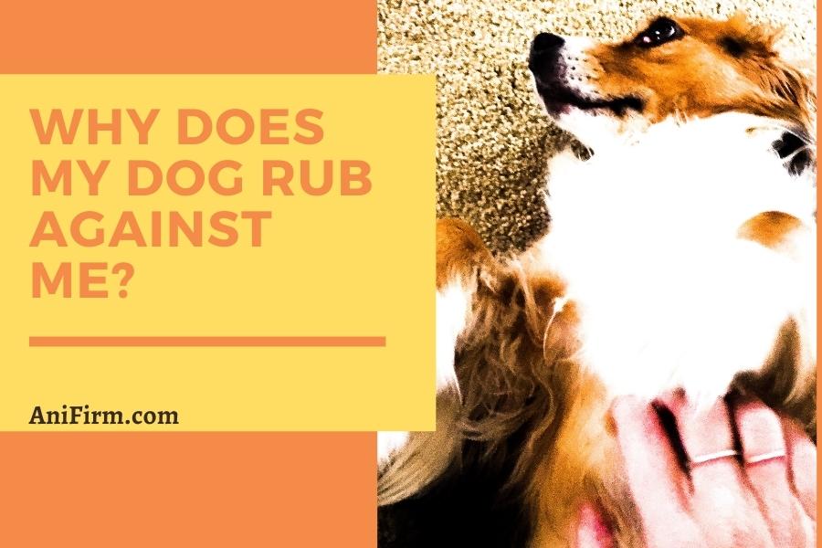 why does my dog rub against me