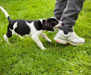 Biting Puppy