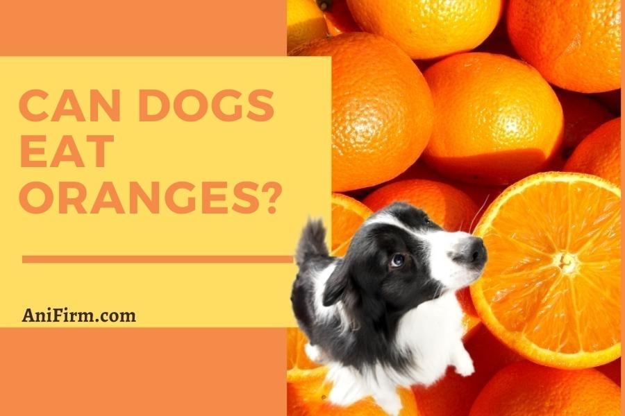 Can Dogs Eat Oranges