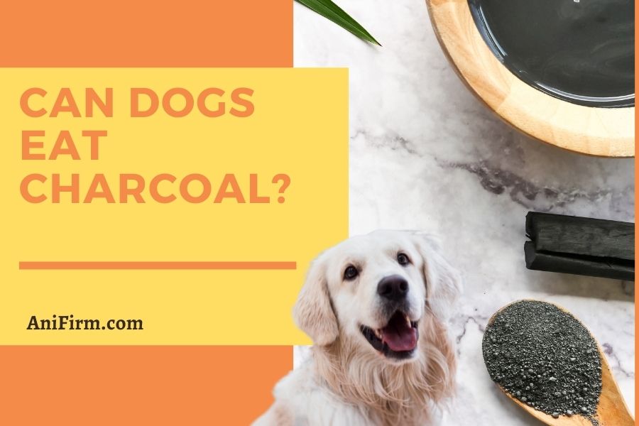 Can dogs eat charcoal