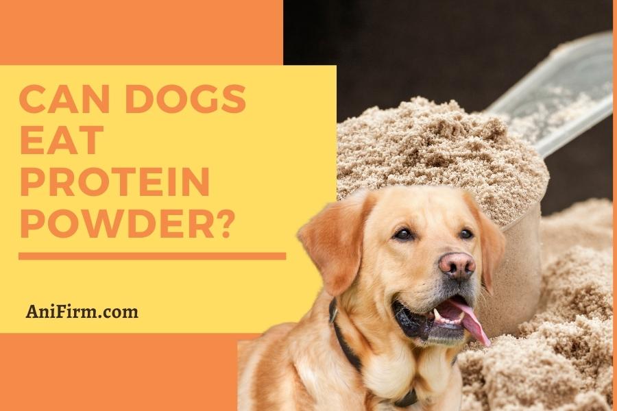 Can dogs eat protein powder