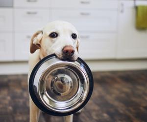 Carrying a food bowl around