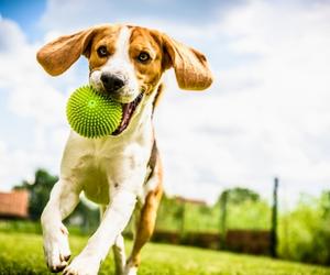 Dog Park Behavior