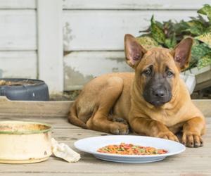 Guarding Food