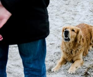 Obedience Training