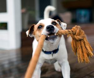 Playing Tug of War