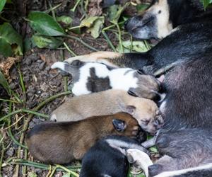 Weaning – Puppies