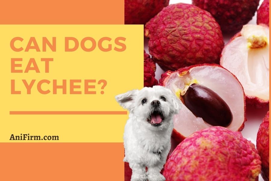 can dogs eat lychee