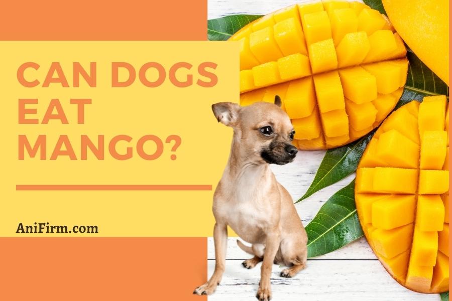 can dogs eat mango