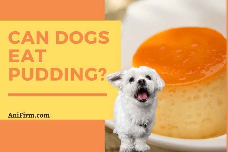 can dogs eat pudding