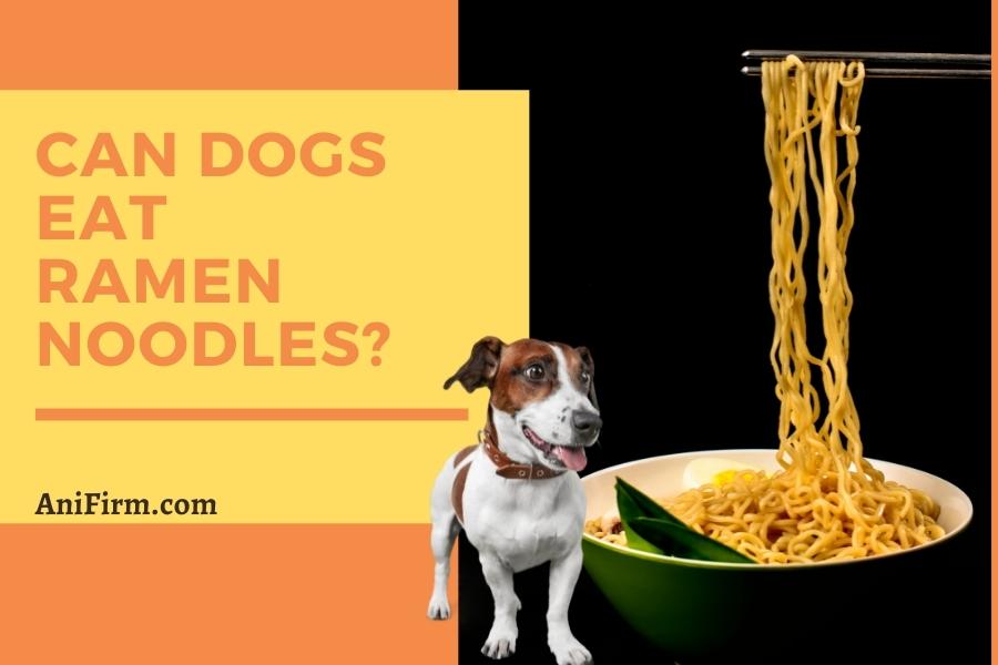 can dogs eat ramen noodles