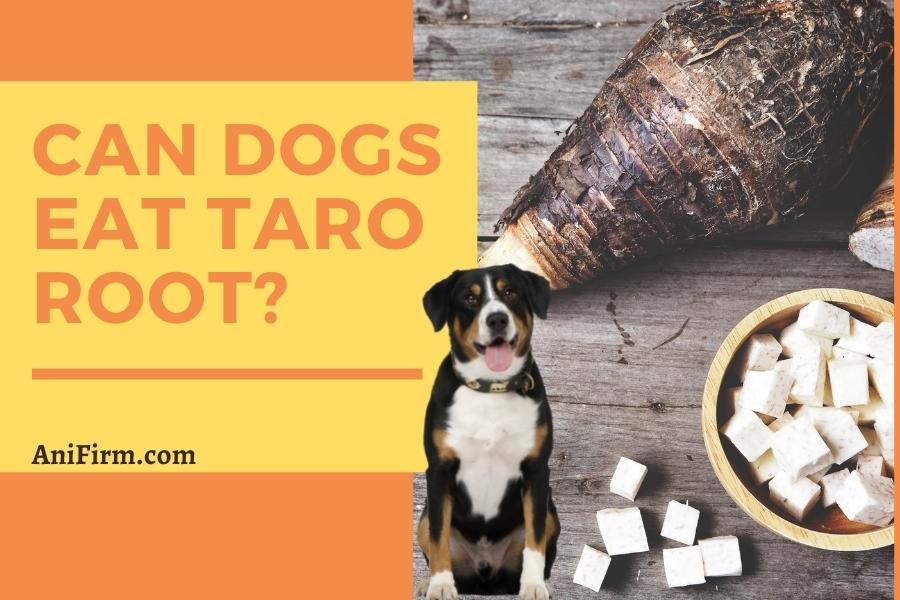 can dogs eat taro root