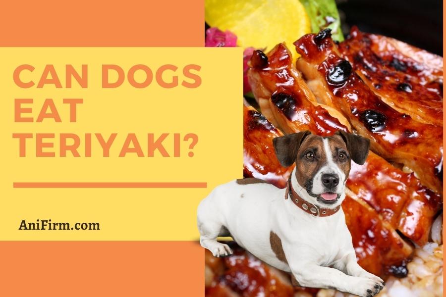 can dogs eat teriyaki