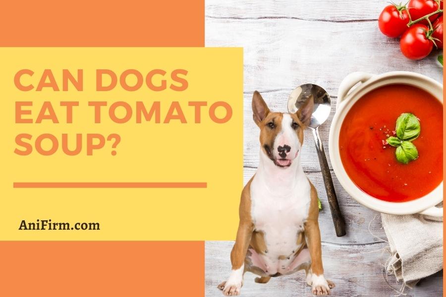 can dogs eat tomato soup