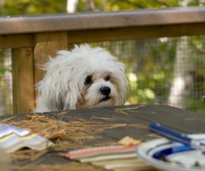 dog begging at the table