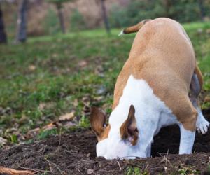 dog digging