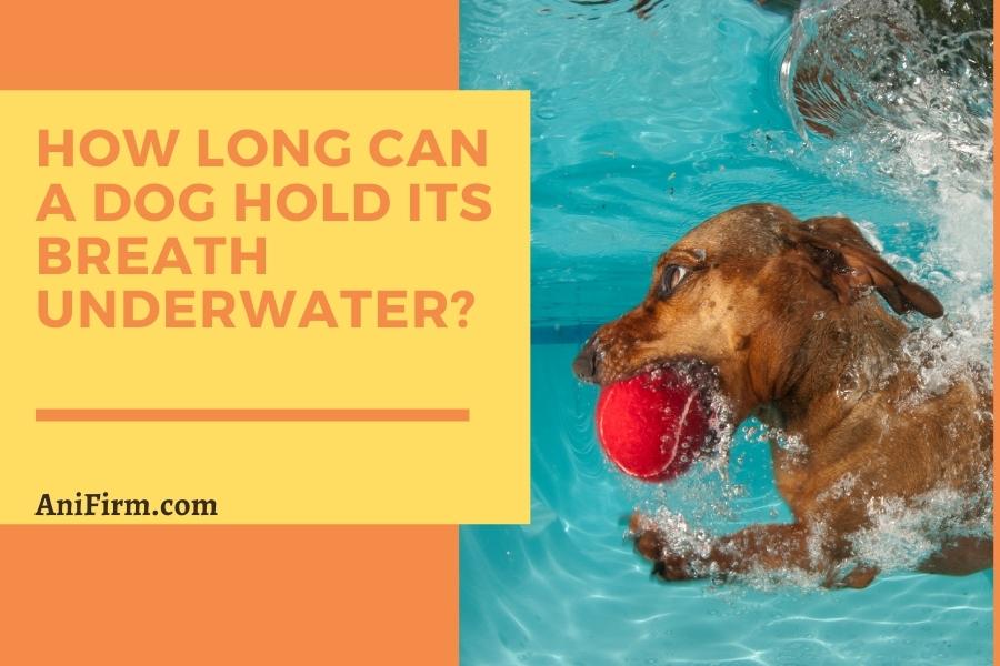 how long can a dog hold Its breath underwater