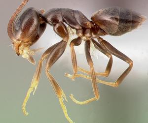 odorous house ants