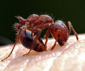  red imported fire ants