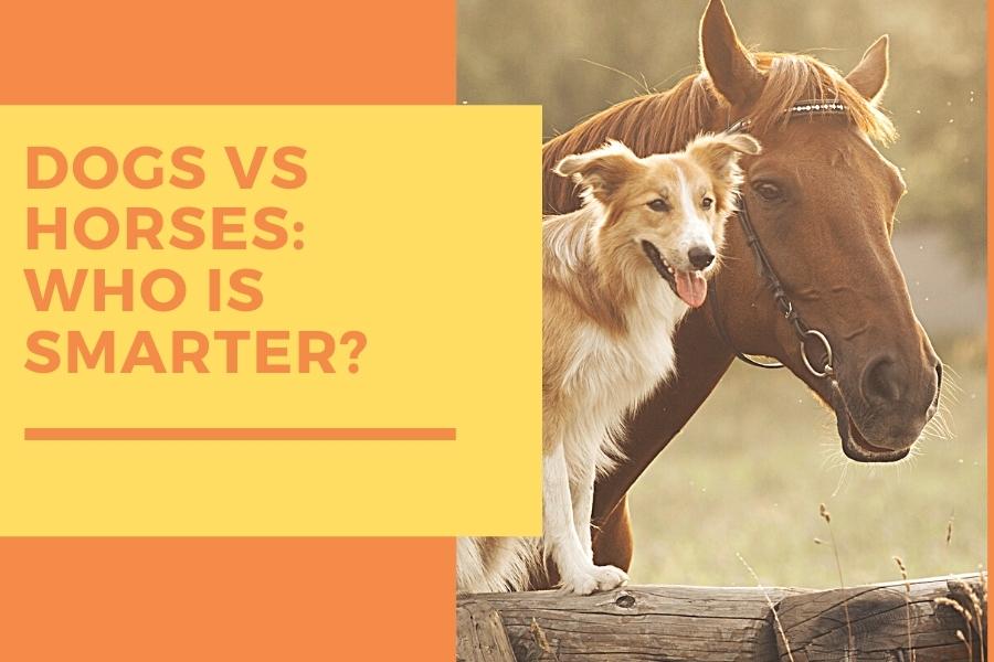 Dogs vs Horses Who is Smarter