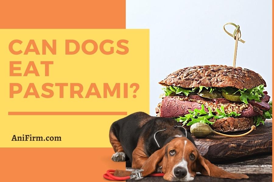 can dogs eat pastrami