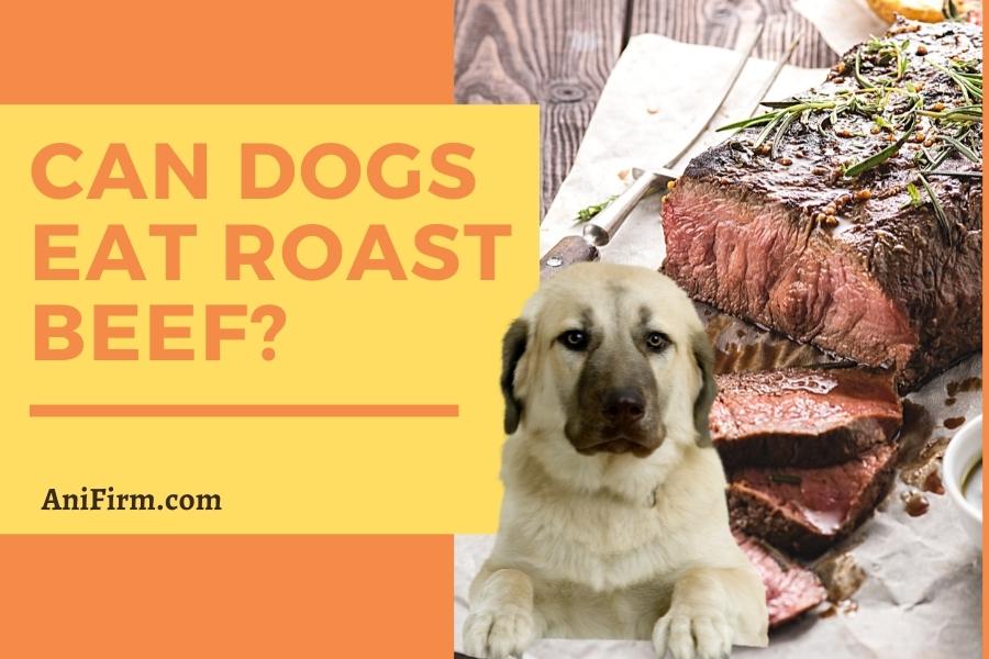 can dogs eat roast beef