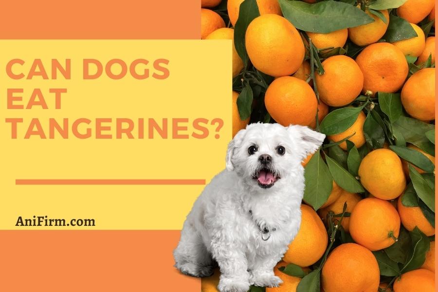 can dogs eat tangerines