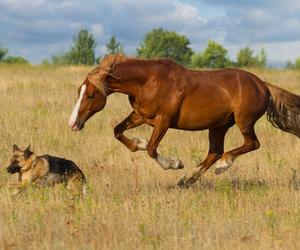 dogs and horses are both intelligent