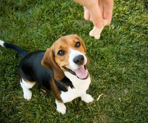 puppy hiding treats