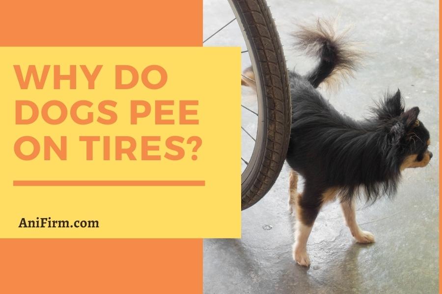 Why do dogs pee on tires