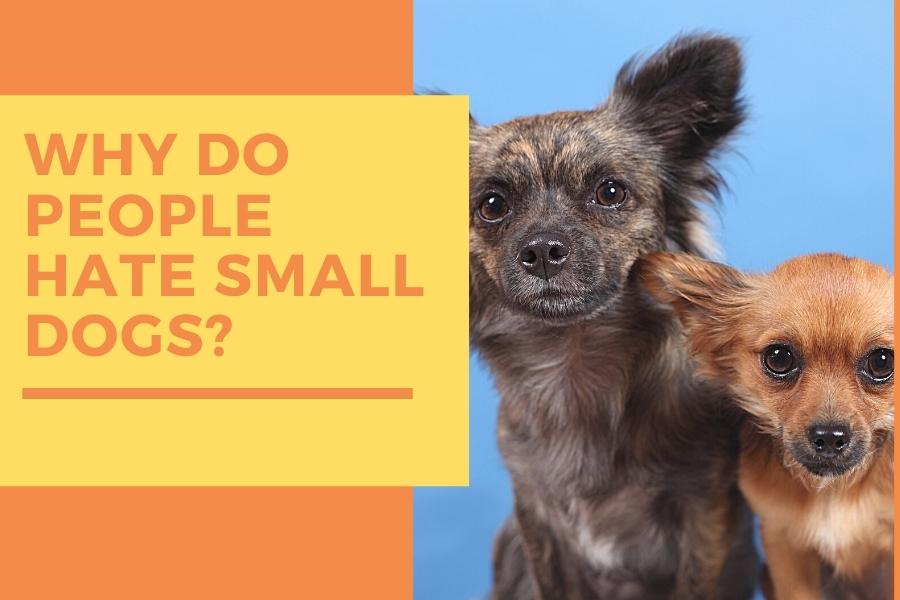 Why do people hate small dogs