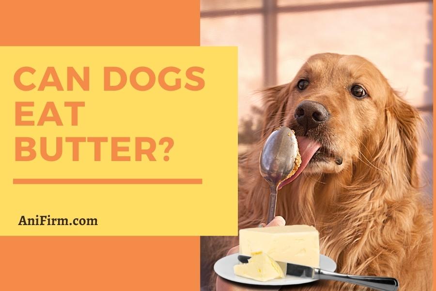 can dogs eat butter