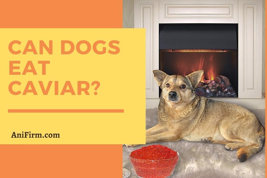 can dogs eat caviar