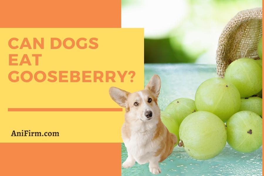 can dogs eat gooseberries