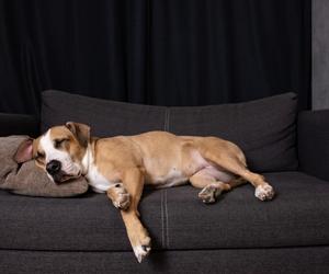 dog comforting on couch