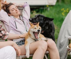 dog sitting on lap