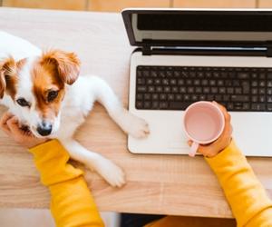 dog sitting on work table, needs attention