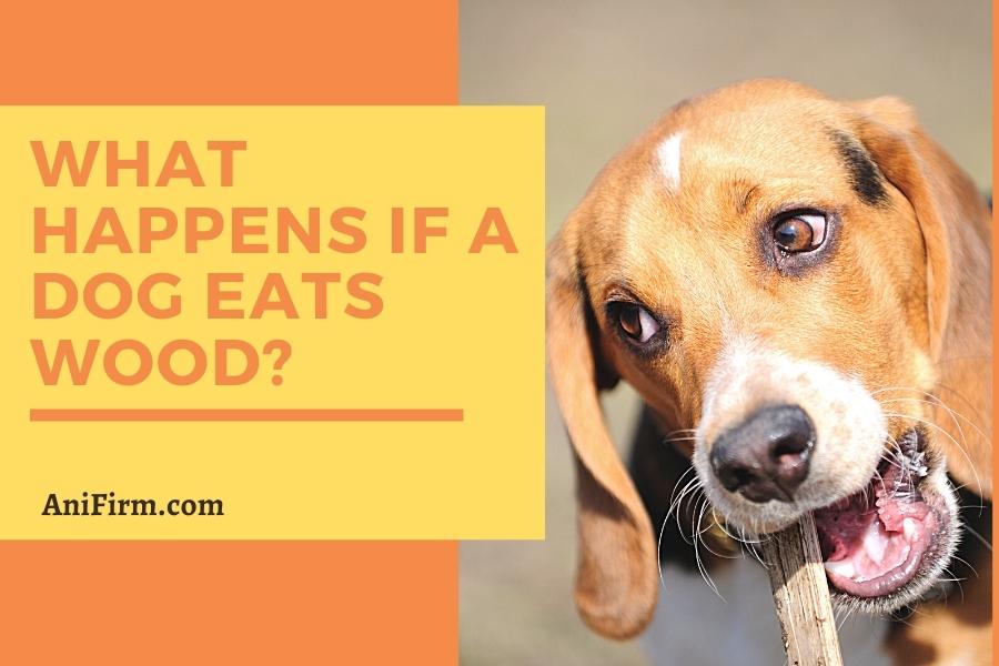 what are the risks if a dog eats wood