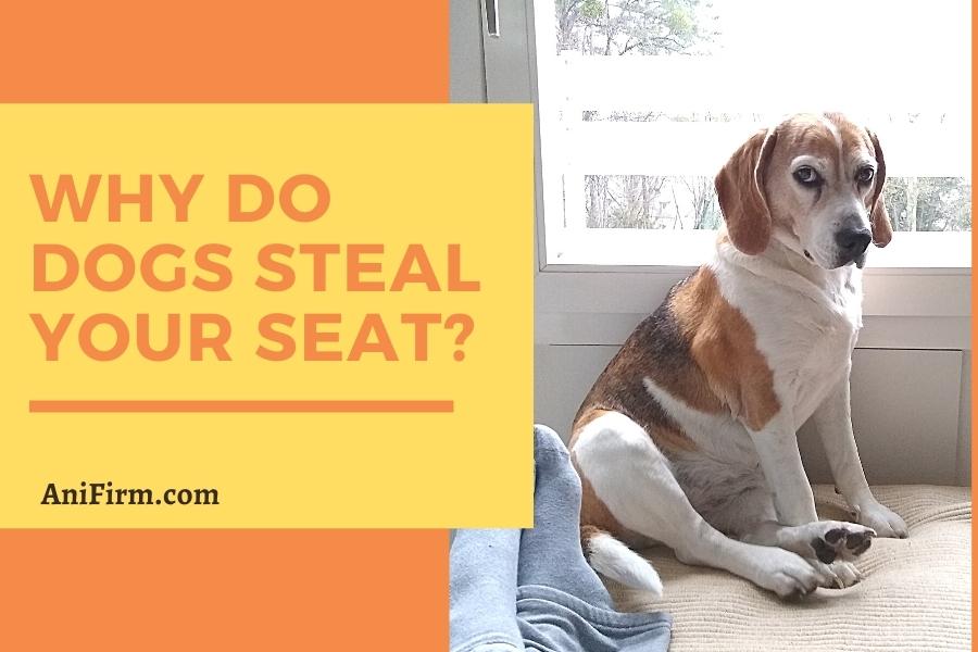 why do dogs steal your seat