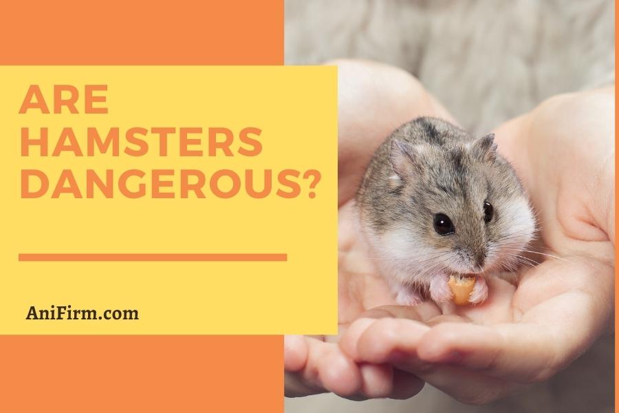 Are Hamsters Dangerous