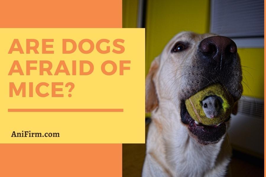 Are Dogs Afraid of Mice