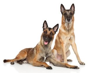 Belgian Malinois