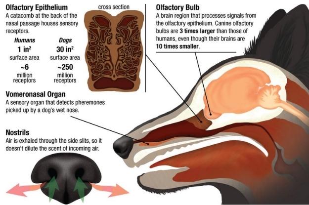 Dog Nose