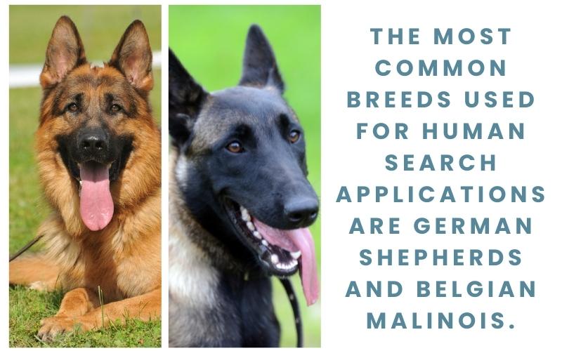 German Shepherds and Belgian Malinois for human search and rescue operations