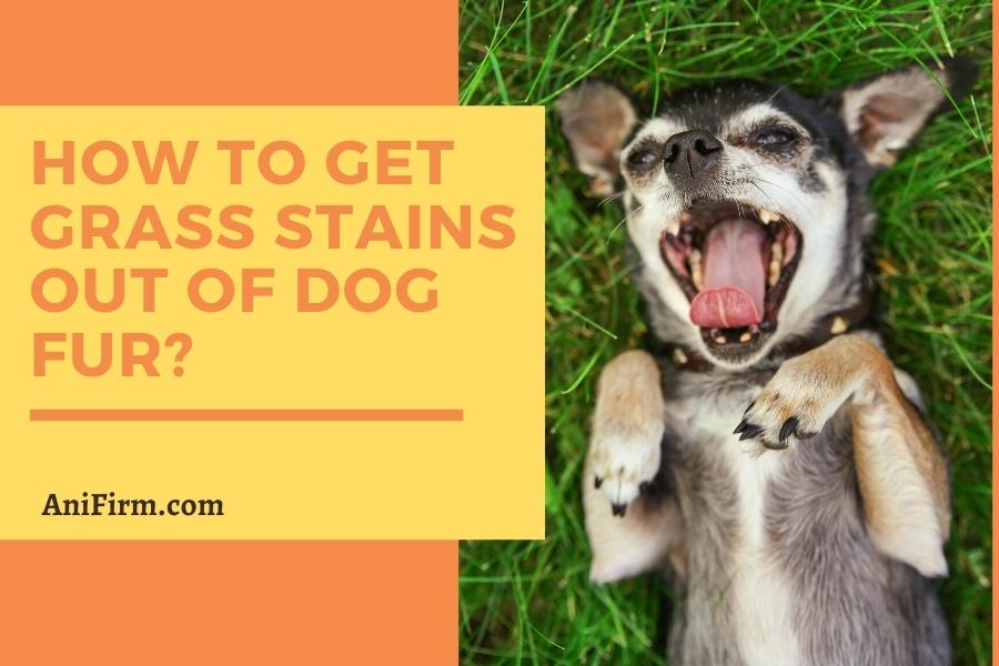 How to Get Grass Stains Out Of Dog Fur