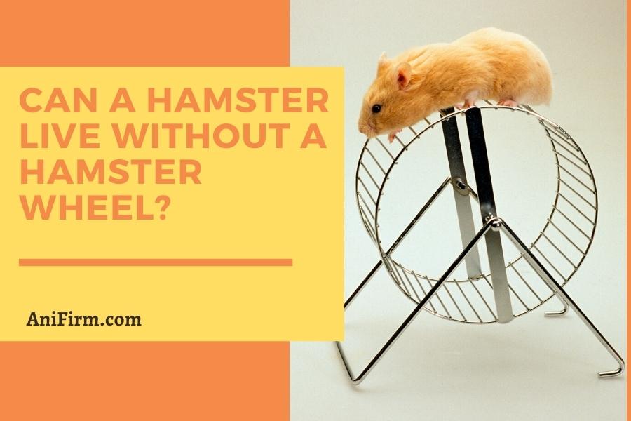 Can a hamster live without a hamster wheel